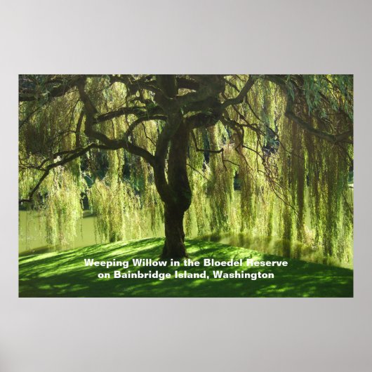 Weeping Willow Bloedel Reserve Bainbridge Island Poster (Voorkant)
