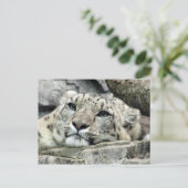 Weer een maandagige sneeuwluipaard briefkaart (Staand voorkant)