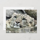 Weer een maandagige sneeuwluipaard briefkaart (Voorkant / Achterkant)