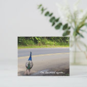 Weer onderweg - Briefkaart Maui Peacock (Staand voorkant)