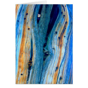 weerboord met blauwe schors