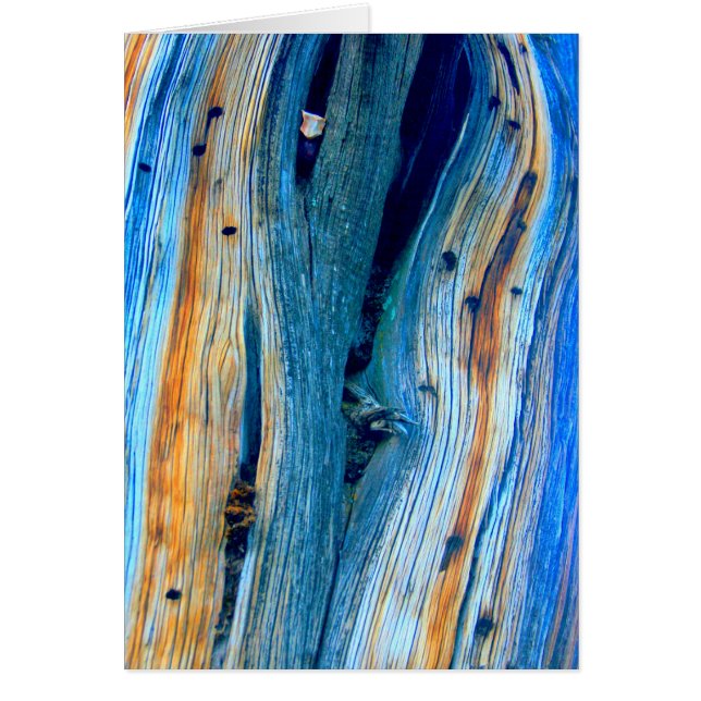 weerboord met blauwe schors (Voorkant)