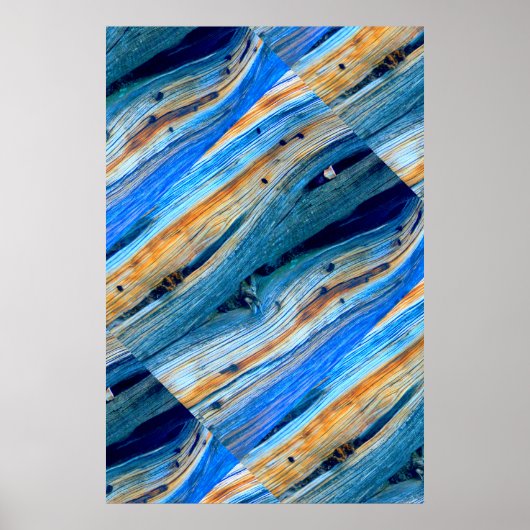 weerboord met blauwe schors poster (Voorkant)