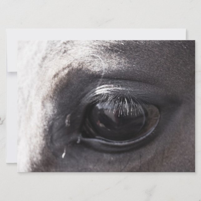 Weergave van paardenartiesten werkt (Voorkant)