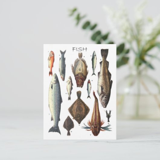 Weergave van verschillende vissoorten briefkaart (Staand voorkant)