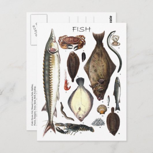 Weergave van verschillende vissoorten briefkaart (Voorkant / Achterkant)