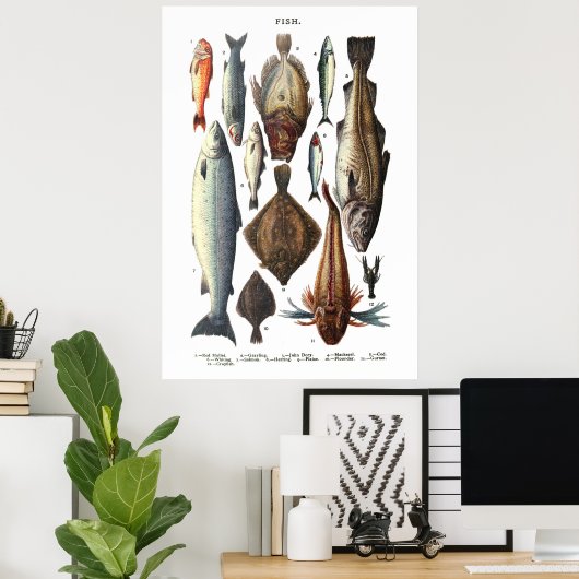Weergave van verschillende vissoorten poster (Thuiskantoor)