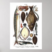 Weergave van verschillende vissoorten poster (Voorkant)