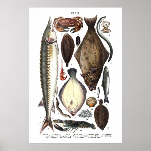 Weergave van verschillende vissoorten poster (Voorkant)