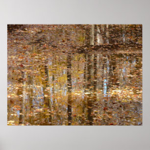 Weerspiegeling in Still Creek in Greenbelt Park Poster