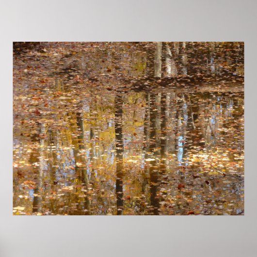 Weerspiegeling in Still Creek in Greenbelt Park Poster (Voorkant)