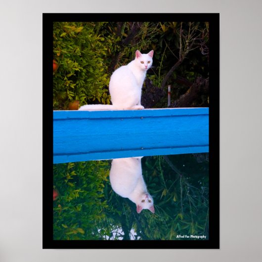 Weerspiegeling van een portret van een witte kat poster (Voorkant)