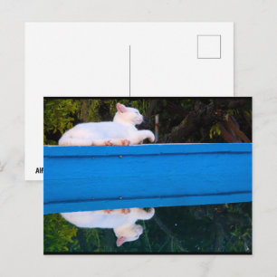 Weerspiegeling van een Witte Kat Briefkaart
