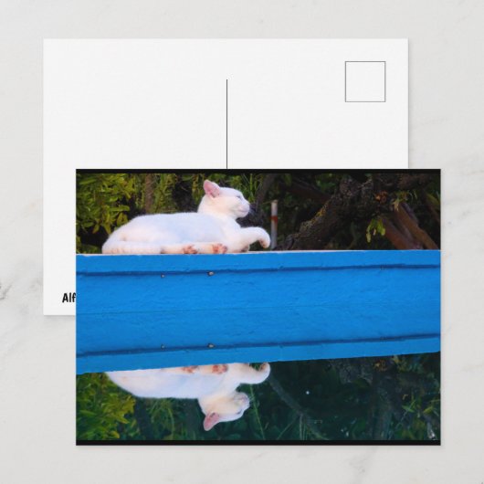 Weerspiegeling van een Witte Kat Briefkaart (Voorkant / Achterkant)