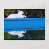 Weerspiegeling van een Witte Kat Briefkaart (Voorkant)