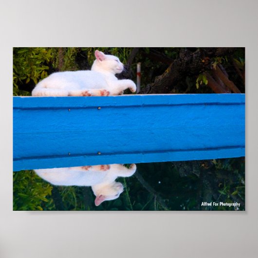Weerspiegeling van een Witte Kat Poster (Voorkant)