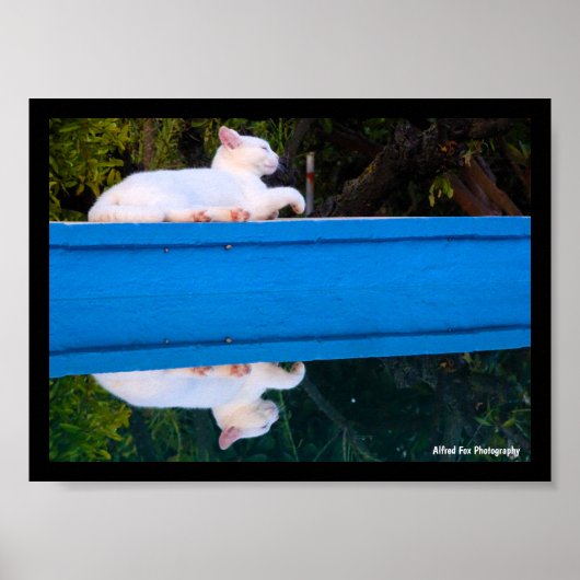 Weerspiegeling van een Witte Kat Poster (Voorkant)