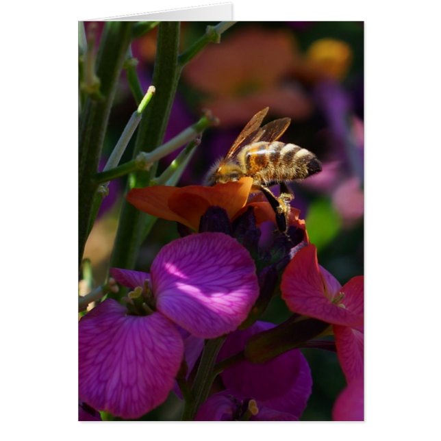 Wees een bezige bijen! (Voorkant)