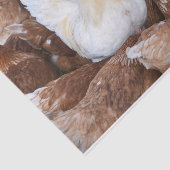 Wees een uitstapje! Papier voor kippen (Detail)