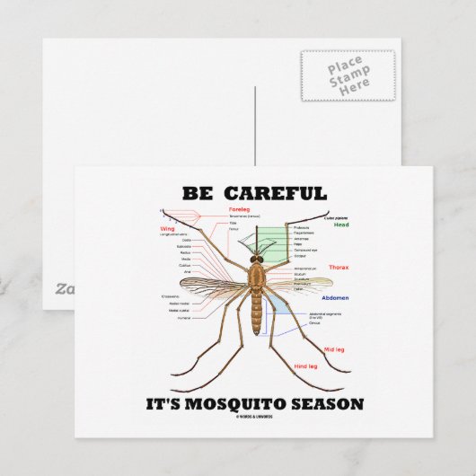Wees voorzichtig met het mosquitoseizoen (muggenan briefkaart (Voorkant / Achterkant)