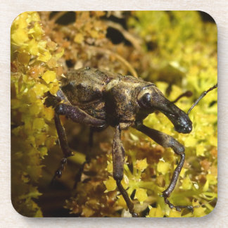 Weevil onderzetter