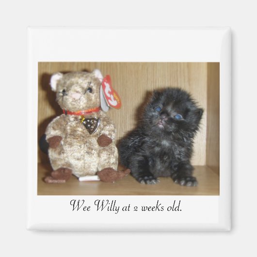 WEEWILLYvs4inchBB-1, Wee Willy op 2 weken oud. Magneet (Voorkant)