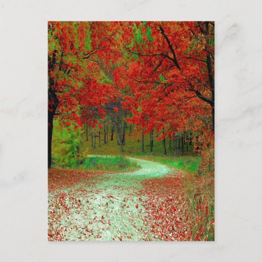 WEG BOS BOMEN BOTANISCH NATUUR LANDSCHAP  BRIEFKAART (Voorkant)