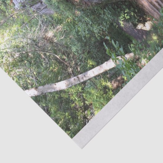 Weg door bomen tissuepapier (Detail)