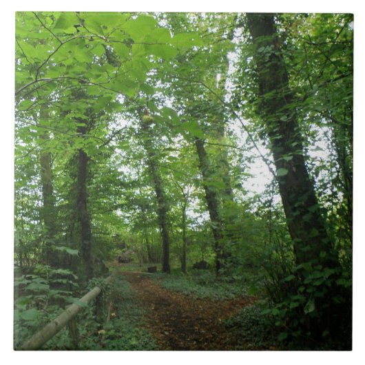 Weg door de Groene Tegel van het Bos Tegeltje (Voorkant)