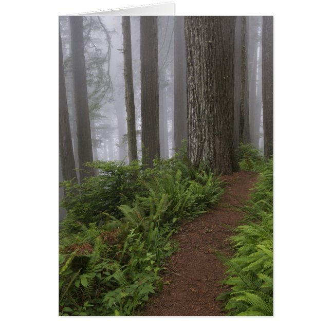 Weg door de grote roodbaars (Voorkant)