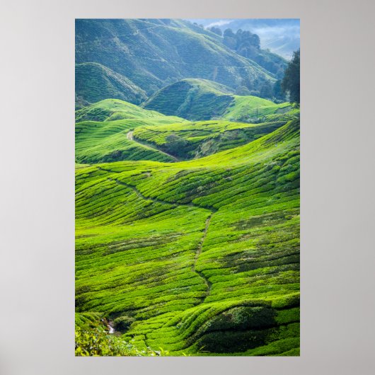 Weg door theeplantages poster (Voorkant)