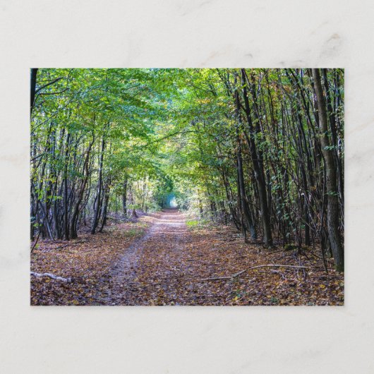 Weg in het herfstbos, Saint Germain Forest Briefkaart (Voorkant)