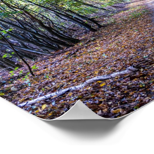 Weg in het herfstbos, Saint Germain Forest Poster (Hoek)