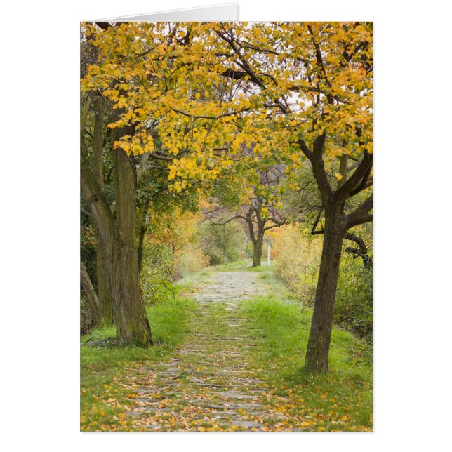 Weg in het najaar (Voorkant)