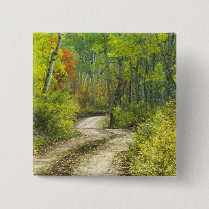 Weg met herfstkleuren en asbest in Kebler Vierkante Button 5,1 Cm