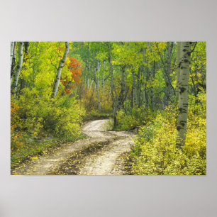 Weg met herfstkleuren en espapen in Kebler Poster
