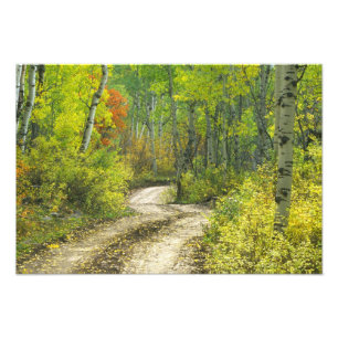 Weg met herfstkleuren en espelappen in Kebler Foto Afdruk
