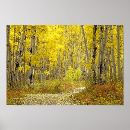 Weg met herfstkleuren en espes in Kebler 2 Poster (Voorkant)