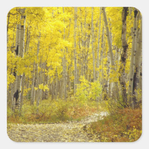 Weg met herfstkleuren en espes in Kebler 2 Vierkante Sticker