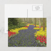 Weg van de Hyacinth van de Grafiek, daffodils, en Briefkaart (Voorkant / Achterkant)