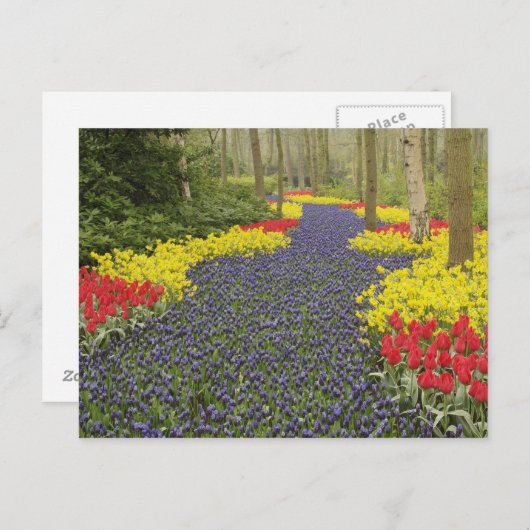 Weg van de Hyacinth van de Grafiek, daffodils, en Briefkaart (Voorkant / Achterkant)