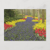 Weg van de Hyacinth van de Grafiek, daffodils, en Briefkaart (Voorkant)
