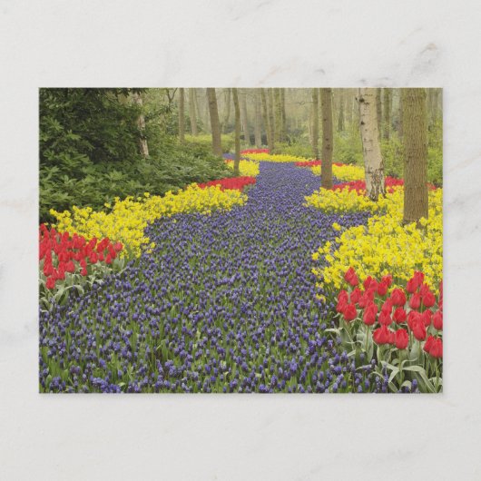 Weg van de Hyacinth van de Grafiek, daffodils, en Briefkaart (Voorkant)