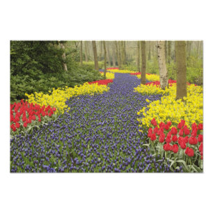 Weg van de Hyacinth van de Grafiek, daffodils, en Foto Afdruk