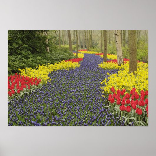 Weg van de Hyacinth van de Grafiek, daffodils, en Poster (Voorkant)