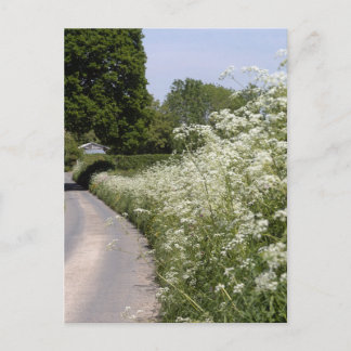 Wegbermhaag in Herefordshire Briefkaart