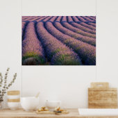 Wegen lavendel in Provence Poster (Keuken)
