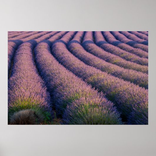 Wegen lavendel in Provence Poster (Voorkant)