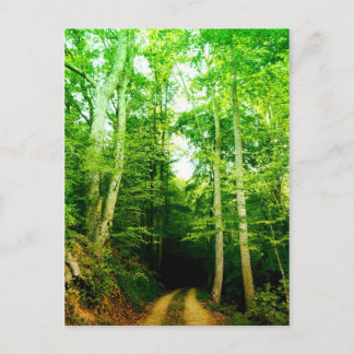 Wegvervoer per Bos Postkaart