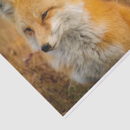 weide foetpapier tissuepapier (Detail)